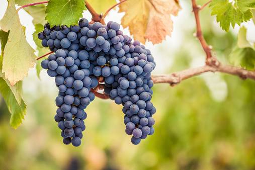 Pinot Noir
